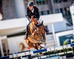 jumper Prinz 1293 (Hanoverian, 2008, from Perigueux)