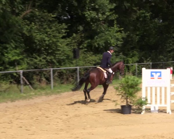 Reitturnier Bühren-Breckerfeld 2015