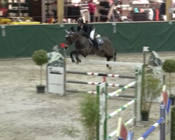 jumper Call Me Marilyn (Westphalian, 2009, from Call Me Number One)