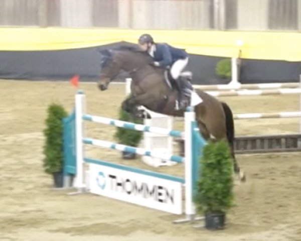 jumper Elzarena (KWPN (Royal Dutch Sporthorse), 2009, from Zavall VDL)