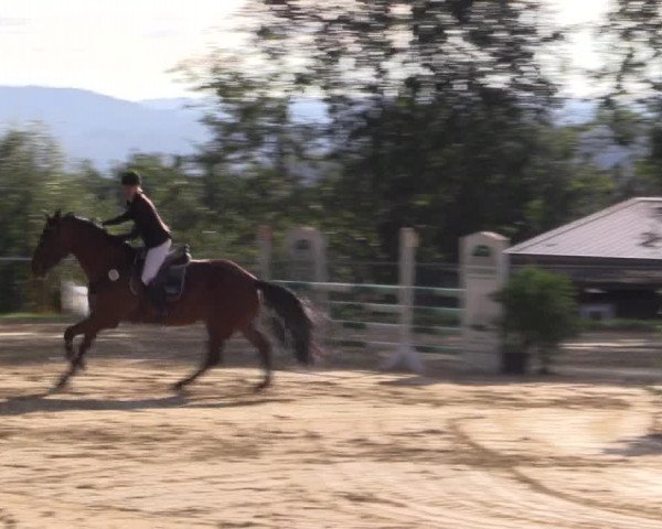 Reitturnier Bühren-Breckerfeld 2015