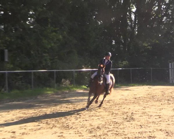 Reitturnier Bühren-Breckerfeld 2015