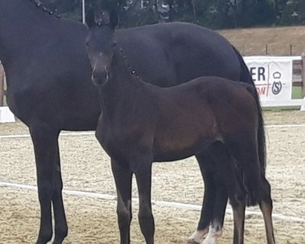 stallion HF von Donkey Boy (Oldenburg, 2020, from Hesselhøj Donkey Boy) stallion HF von Donkey Boy (Oldenburg, 2020, from Hesselhøj Donkey Boy)
