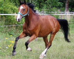 jumper Searocks Gold (German Sport Horse, 2010, from Summer Hit)