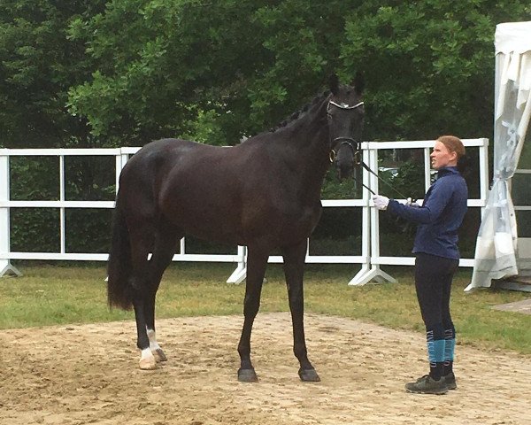 broodmare Top Million Dollar (Oldenburg, 2016, from E.H. Millennium)