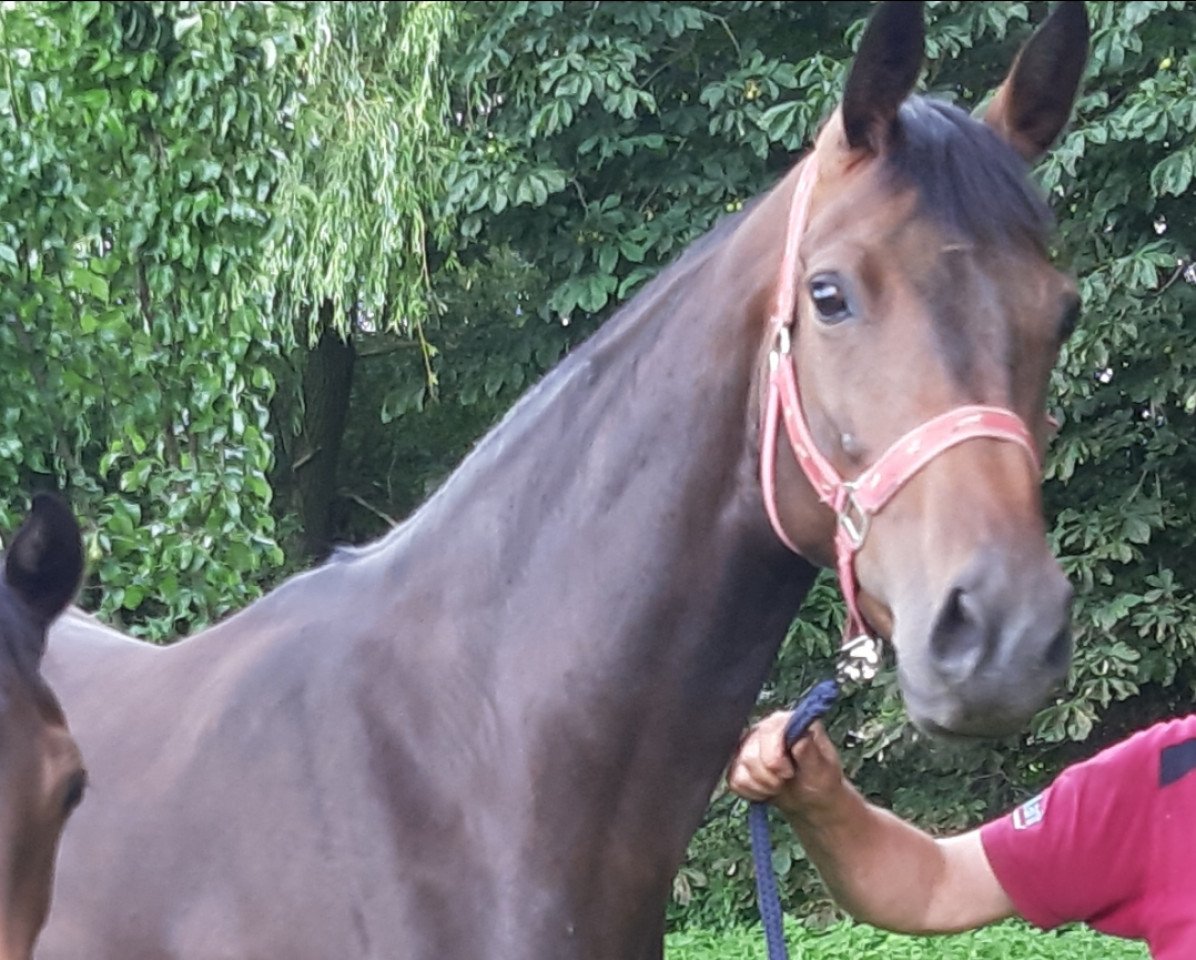 broodmare Vandams Dream (Oldenburg, 2016, from Apache)