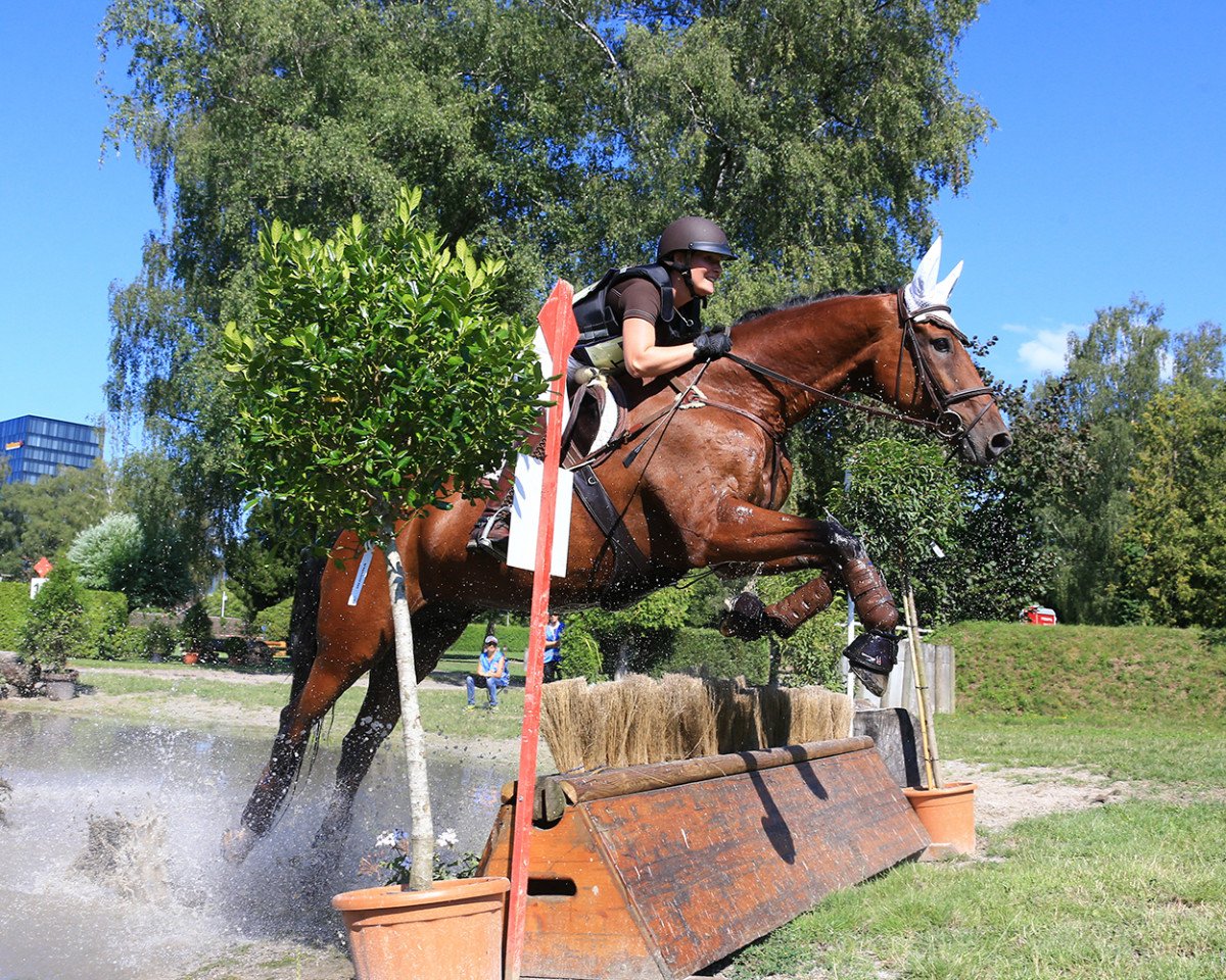jumper Calypso du Chalet CH (Swiss Warmblood, 2003, from Calido I)