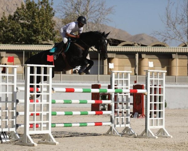 horse Erdballfee (KWPN (Royal Dutch Sporthorse), 2009, from Zento)