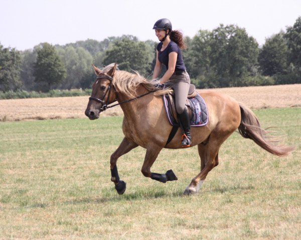 horse Nelson (unknown, 2004)