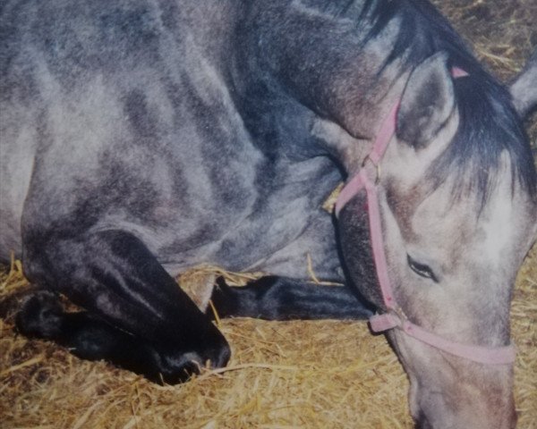 jumper Abdul (Mecklenburg, 1997, from Adrett)