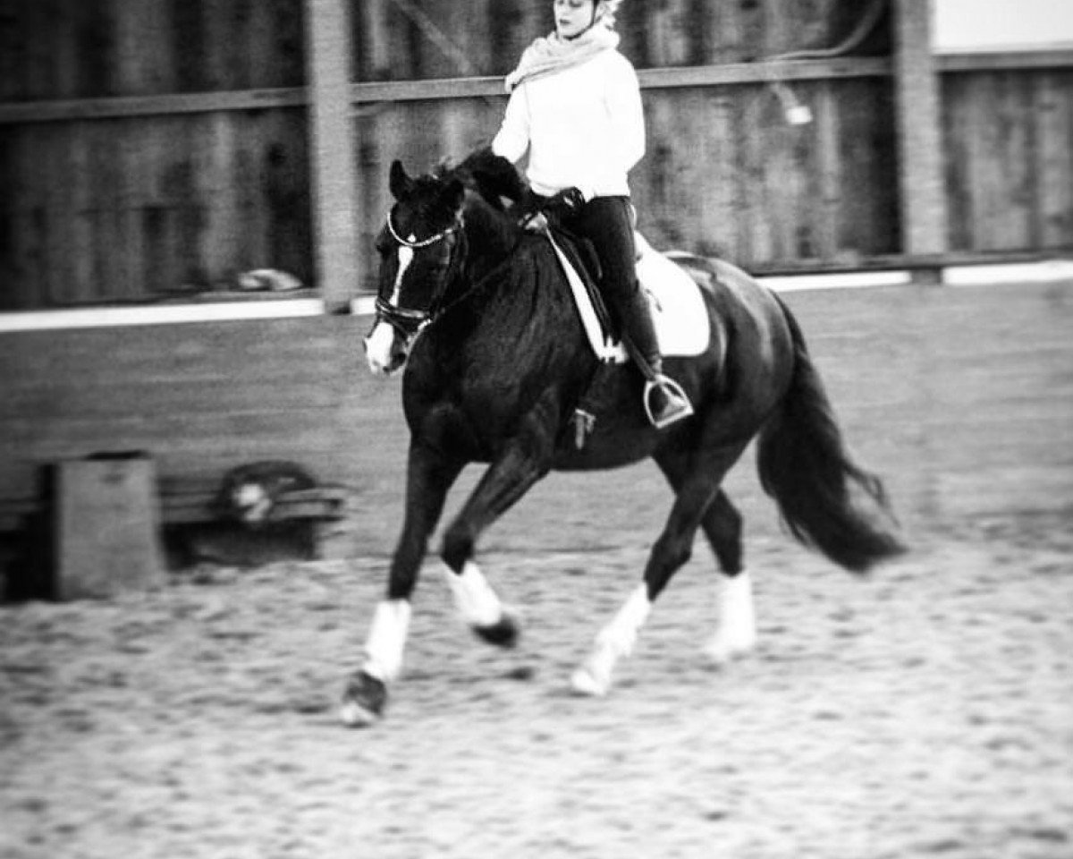broodmare Golden State 3 (Oldenburg, 2010, from Florencio I)