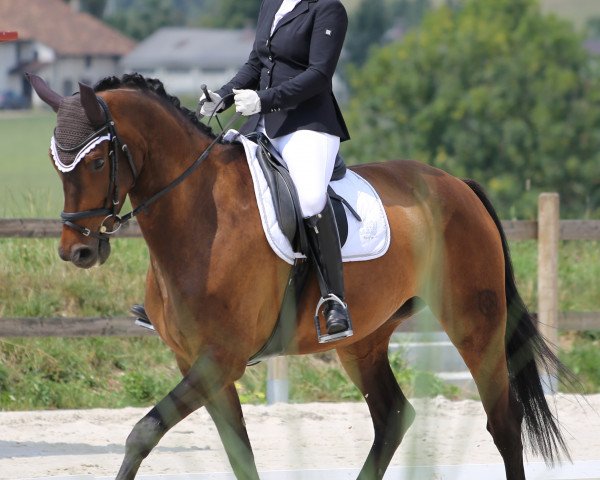 dressage horse Jazz Queen Mfw CH (Swiss Warmblood, 2012, from Glock's Johnson Tn)