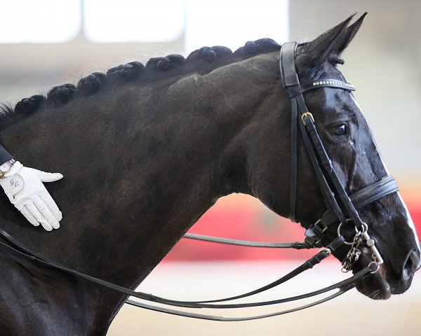 Dressurpferd Showmann CH (+) (Schweizer Warmblut, 2004, von Stedinger)
