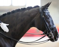 dressage horse Showmann CH (+) (Swiss Warmblood, 2004, from Stedinger)