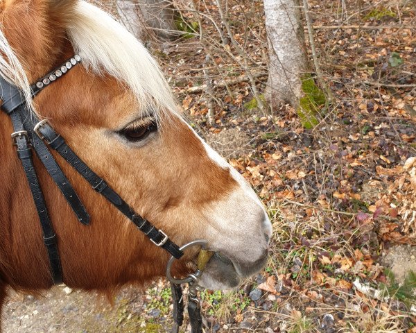 jumper Online 20 (Haflinger, 2000, from Armando (15,625% ox))