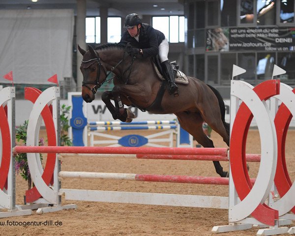 Springpferd Crossfire vd Leuba (Oldenburger Springpferd, 2015, von Comme il Faut)