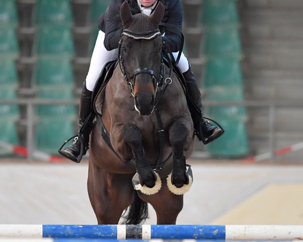jumper Melinda vd Leuba (Oldenburg, 2014, from Comme il Faut)