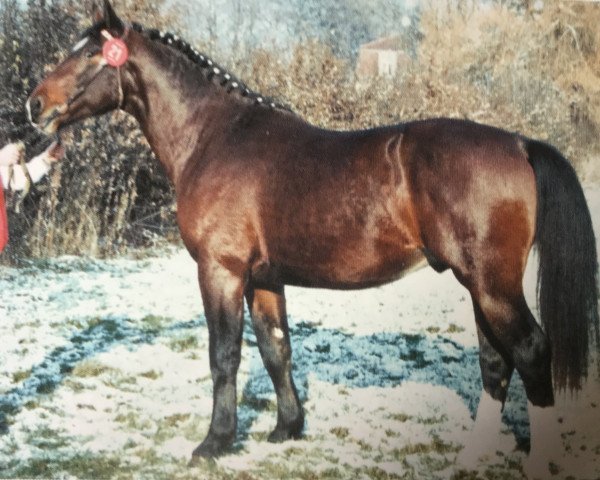 stallion Lordano (Heavy Warmblood, 1991, from Lord I 1446) stallion Lordano (Heavy Warmblood, 1991, from Lord I 1446)