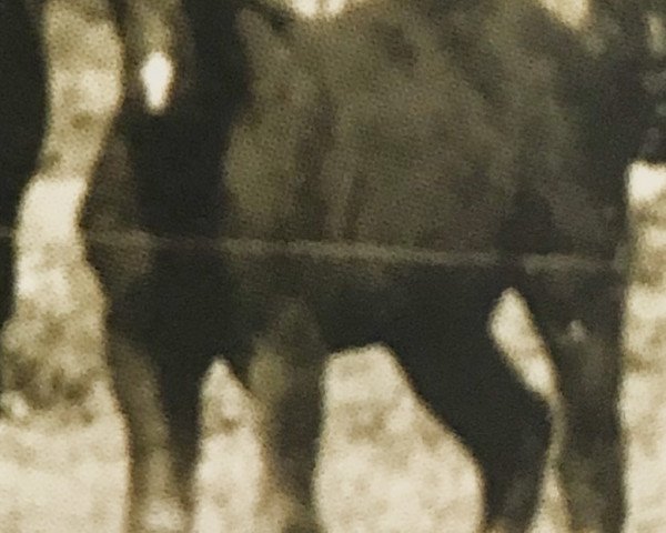 broodmare Oranie H 3738 (Heavy Warmblood, 1967, from Flugwind 1224)