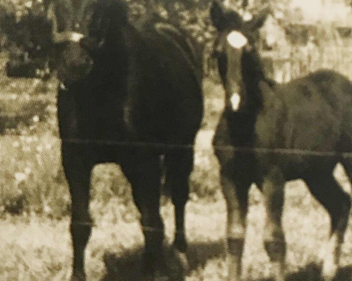 broodmare Olympia H 3554 (Heavy Warmblood, 1958, from Lordwald Mo 430)