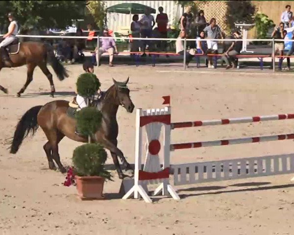 Reitturnier Waldachtal-Heiligenbronn 2015