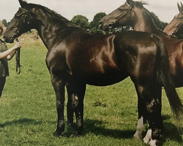 broodmare Linda 26319 (Heavy Warmblood, 1985, from Eros Mo 1222)