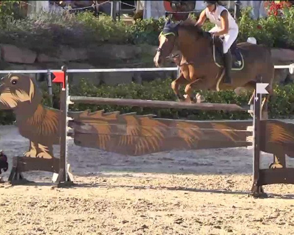 Reitturnier Waldachtal-Heiligenbronn 2015