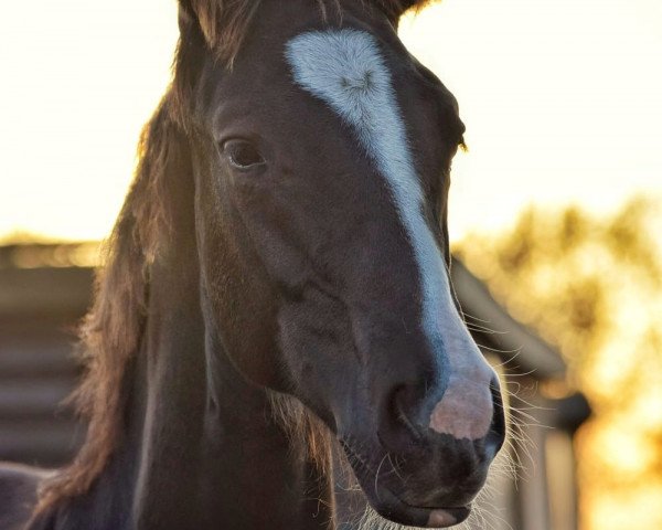 broodmare Glitzerfee (Hanoverian, 2018, from Graf Top)