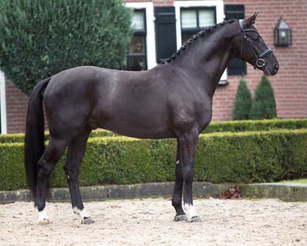 Deckhengst George Clooney (KWPN (Niederländisches Warmblut), 2011, von De Niro)