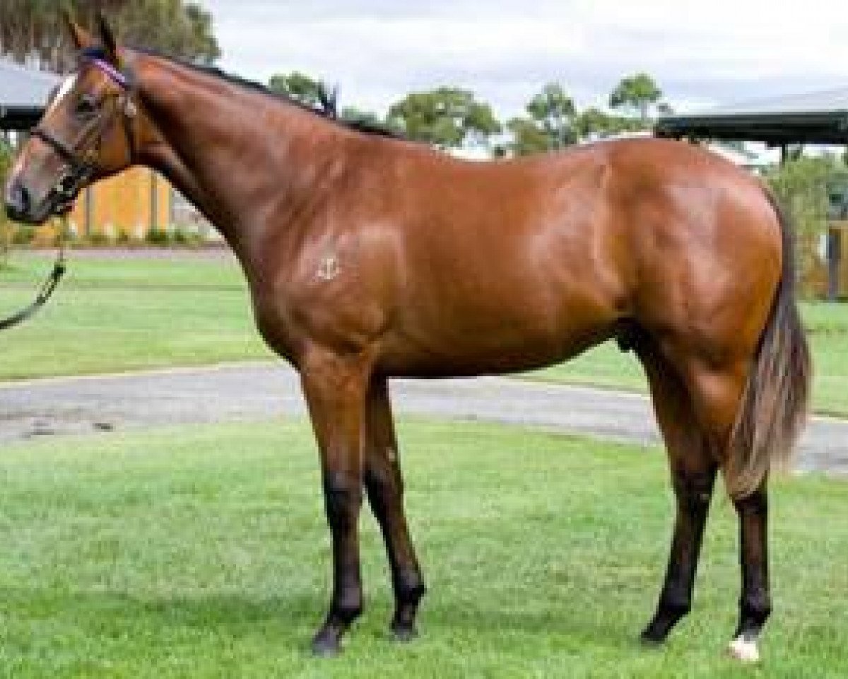 horse Compass xx (Thoroughbred, 2008, from Redoute's Choice xx)
