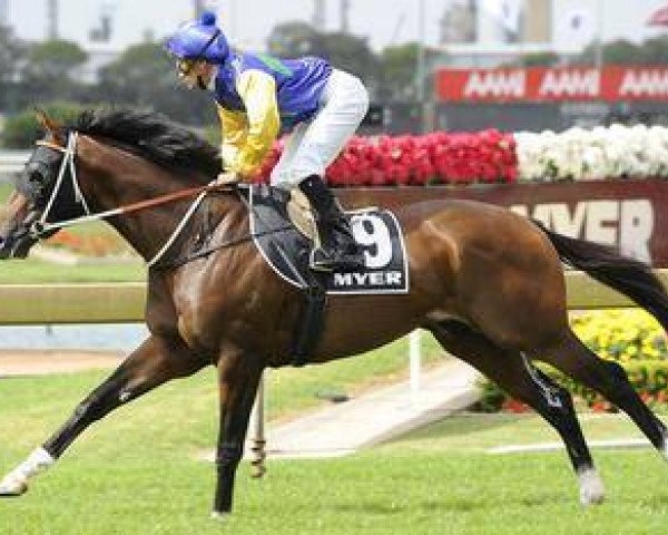 horse Shadowofexcellence xx (Thoroughbred, 2007, from Redoute's Choice xx)