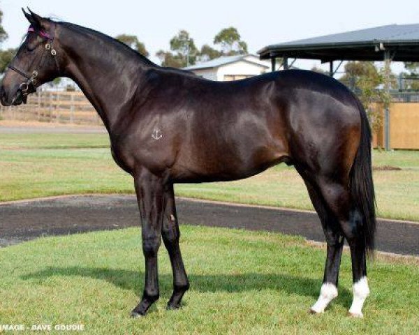 horse Excursions xx (Thoroughbred, 2009, from Redoute's Choice xx)