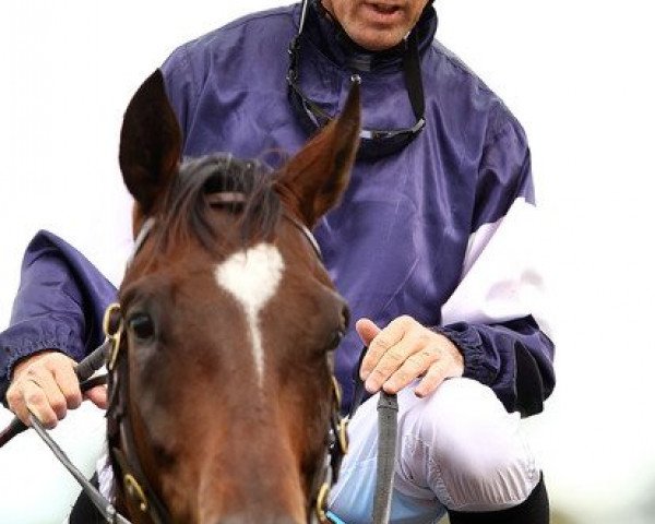 horse Wales xx (Thoroughbred, 2009, from Redoute's Choice xx) horse Wales xx (Thoroughbred, 2009, from Redoute's Choice xx)