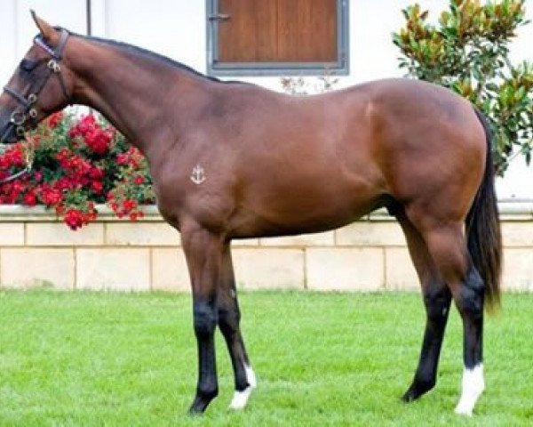 stallion Hengst von Redoute´s Choice xx (Thoroughbred, 2011, from Redoute's Choice xx)