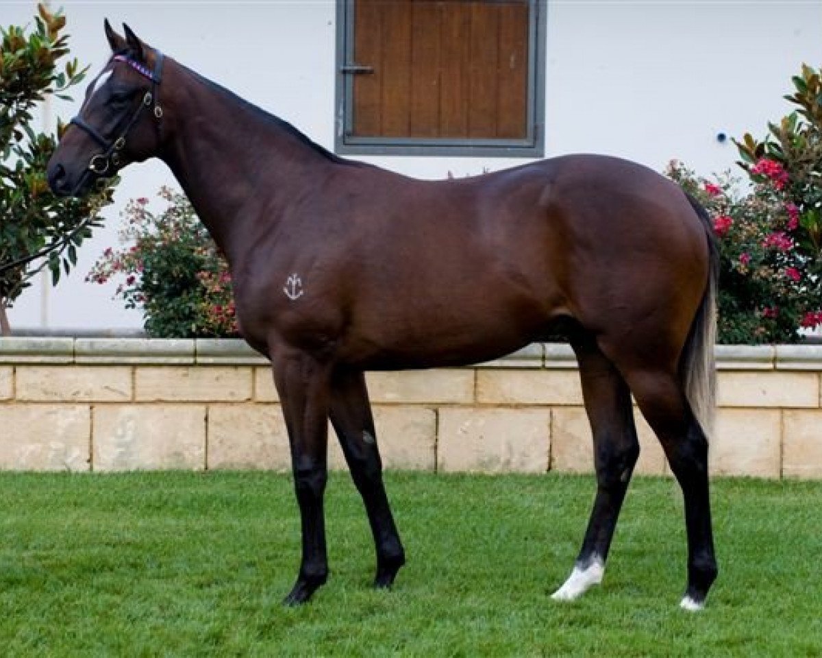 stallion Hengst von Redoute´s Choice xx (Thoroughbred, 2010, from Redoute's Choice xx)
