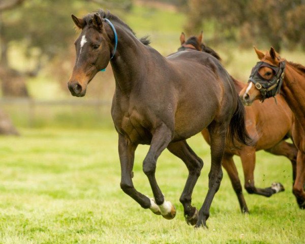 broodmare Makybe Diva xx (Thoroughbred, 1999, from Desert King xx) broodmare Makybe Diva xx (Thoroughbred, 1999, from Desert King xx)