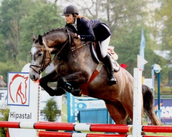 horse Corenzo 3 (KWPN (Royal Dutch Sporthorse), 2004, from Casco 4)