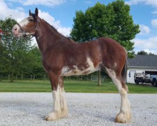 stallion Double Shoe's Final Trick (Clydesdale, 2015, from California Canyon Merlin)