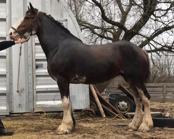 broodmare Donview Lady Mayella (Clydesdale, 2011, from Karvelton Mac's Sensation)