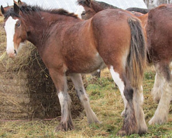 horse Donegal Rhonda (Clydesdale, 2011, from Amethyst Grayson)