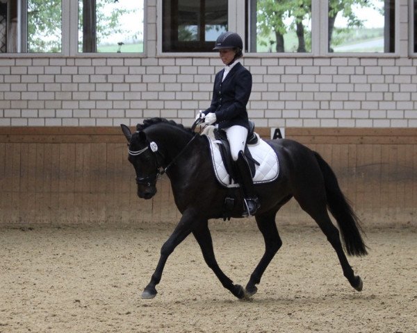 Dressurpferd Djaengo AW (Deutsches Reitpony, 2015, von Dance Star AT NRW)