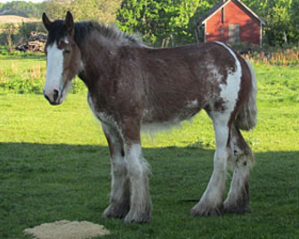 horse Donegal Rainbow (Clydesdale, 2012, from SFF Stonewall Jack)