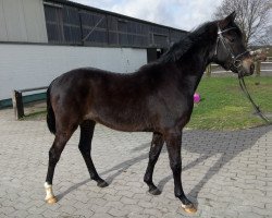 dressage horse Despacito (German Riding Pony, 2017, from Dance Star AT NRW)