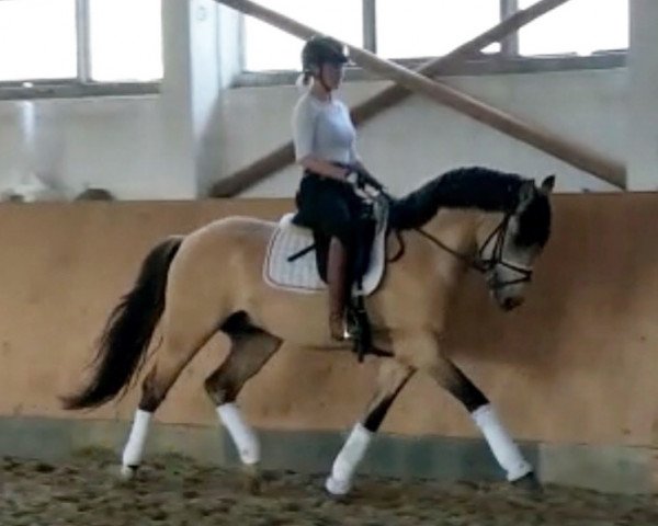 horse Goldinjo VDH (German Riding Pony, 2016, from HET Golden Dream)