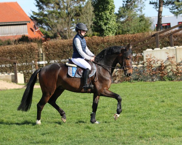 Deckhengst Forlee (Westfale, 2017, von For Pleasure)