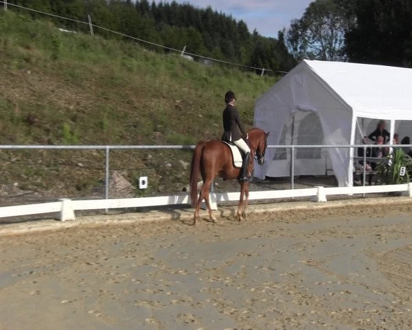 Reitturnier Bühren-Breckerfeld 2015