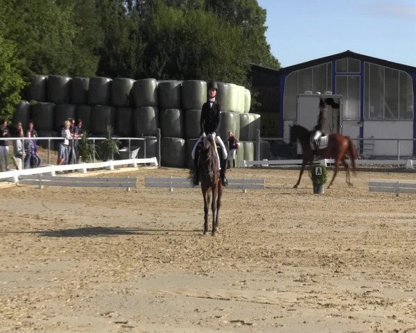 Reitturnier Bühren-Breckerfeld 2015