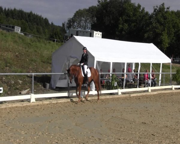 Reitturnier Bühren-Breckerfeld 2015