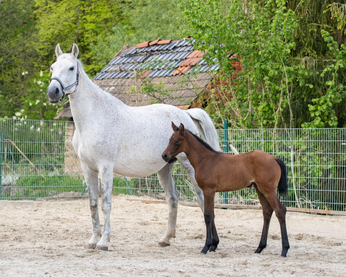 Zuchtstute Clarissa 129 (Holsteiner, 2006, von Casall Ask)