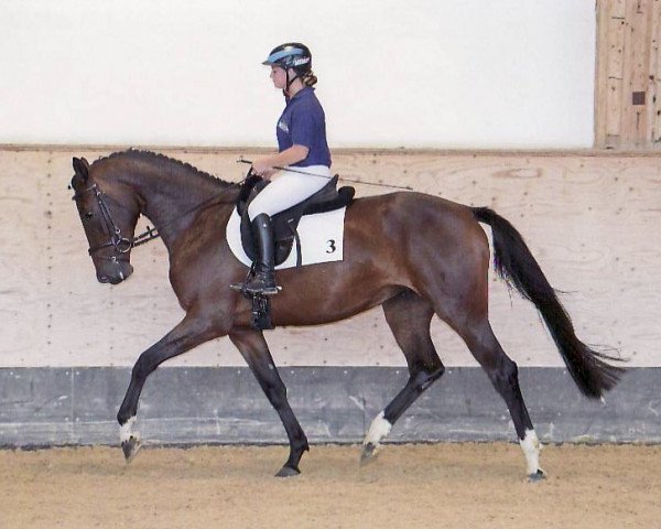 broodmare C‘est la Vie (German Sport Horse, 2016, from Cullinan du Borget B)
